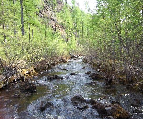 Russian forests are crucial to global climate mitigation