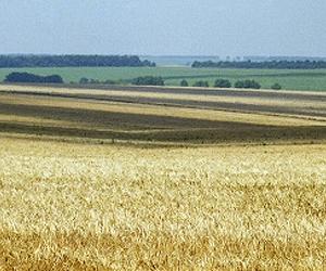 Major risks seen in large farmland sales