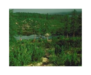 Russian forest defenders say attacked near Moscow