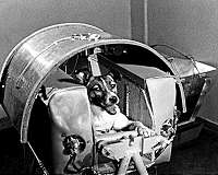 Dog star: Scientist recalls training Laika for space