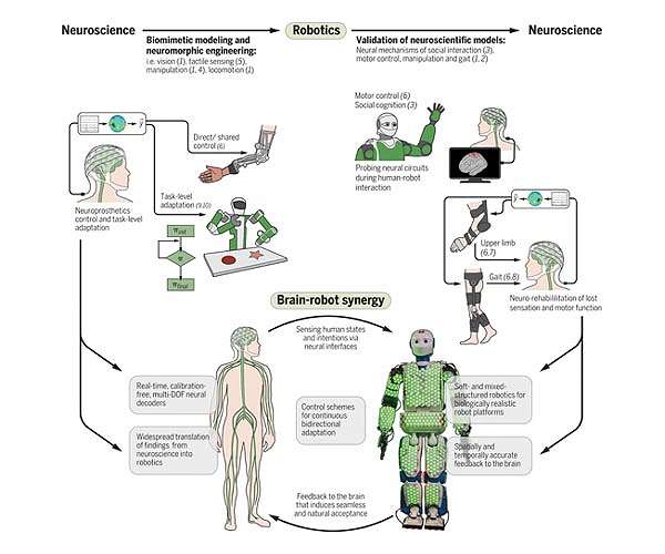 How modern robots are developed