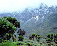 Congo Basin Was Arid And Treeless In Late Jurassic