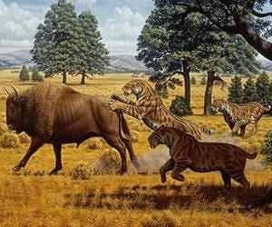 Saber-toothed cats in California were not driven to extinction by lack of food
