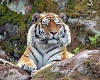 From poacher to ranger: saving China's Siberian tigers