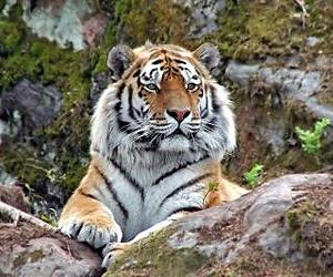 Nepal hunts tiger after deadly double attack
