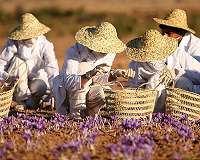Study offers strategies for addressing hunger through sustainable agriculture