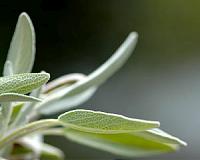 Across Asia, liver cancer is linked to herbal remedies: study