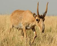 Scientists Use Remote Satellite Imaging to Monitor Endangered Species