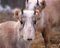 Asia's Odd-Ball Antelope Faces Migration Crisis