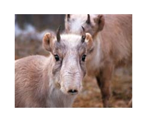 Kazakhstan extends Saiga antelope hunting ban until 2021