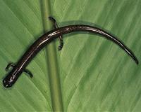 Nuns get hands dirty, and wet, to save Mexico salamander