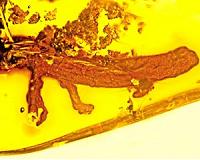 Discovery of a salamander in amber sheds light on evolution of Caribbean islands