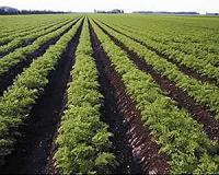 Chinese investors ravenous for Europe food sector