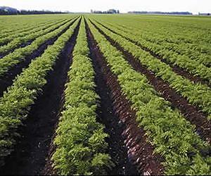 Romania moves to allow EU citizens to buy farmland