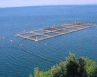 Marine Harvest Called On To Reform Environmental Performance