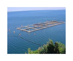 Better Control Of Reproduction In Trout And Salmon May Be In Aquaculture's Future