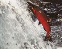 Experiment proves salmon use Earth's magnetic field to navigate