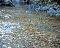 Scientists Track Salmon From Rockies To Alaska