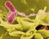 Evolutionary 'selection of the fittest' measured for the first time