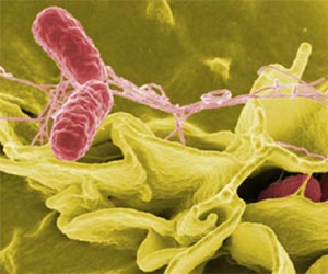 Understanding how bacteria come back from the dead