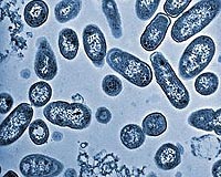 Bacteria used to power simple machines