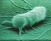 Microscopic Astronauts To Go Back In Orbit