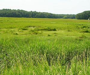 Why Are Coastal Salt Marshes Falling Apart?