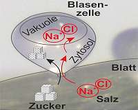 Breeding salt-tolerant plants