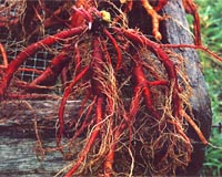 Rare Herbal Plants Aboard Shenzhou-7 Spacecraft Studied