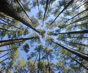 New technique for measuring tree growth cuts down on research time