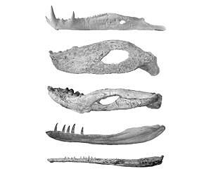 Jurassic jaws: How ancient crocodiles flourished during the age of the dinosaurs