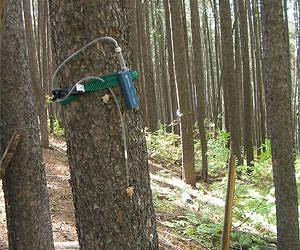 Study finds flame retardant pollutants at far-flung locations
