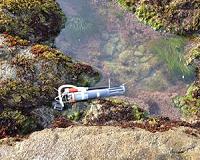 Ocean acidification takes a toll on California's coastline at nighttime