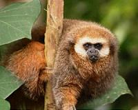 Mapping software tracks threats to endangered species