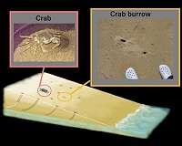 Research reveals secret shared by comets and sand crabs