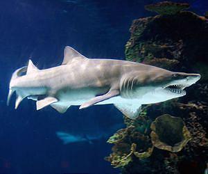 Overfishing of sharks endangers reefs: Australian study