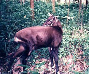 100 most threatened species