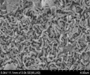 Unknown ocean bacteria create entirely new theories