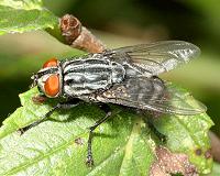 At the insect singles bar, cicadas provide the soundtrack