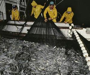 Small fry fish just as vulnerable to population plunges as sharks or tuna