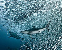 Palau appeals for world-first shark haven to be respected