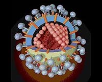 Purdue Researcher Invents Molecule That Stops SARS