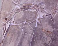 Discovery of 2 new species of primitive fishes