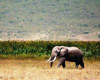 An elephant returns to Somalia for first time in 20 years