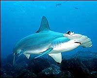 Hong Kong markets sell fins from endangered sharks: US study