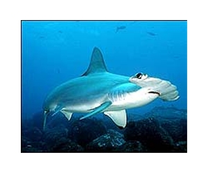 Cascade Of Evolution Affected Size And Head Shape Of Hammerhead Shark