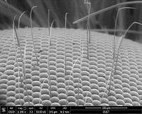 Simple 3-D fabrication technique for bio-inspired hierarchical structures