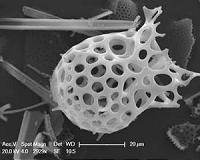 Most abundant ocean organisms have clear daily cycles