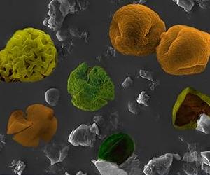 Tropical Forest Diversity Increased During Ancient Global Warming Event