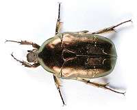 Study explains how jewel scarab beetles appear golden